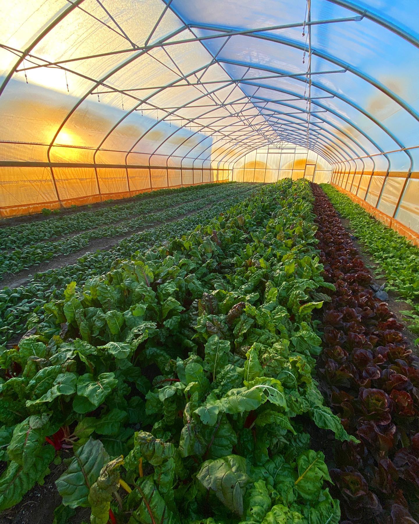 Green Earth Harvest: Pioneering Sustainable Farming in Naperville.