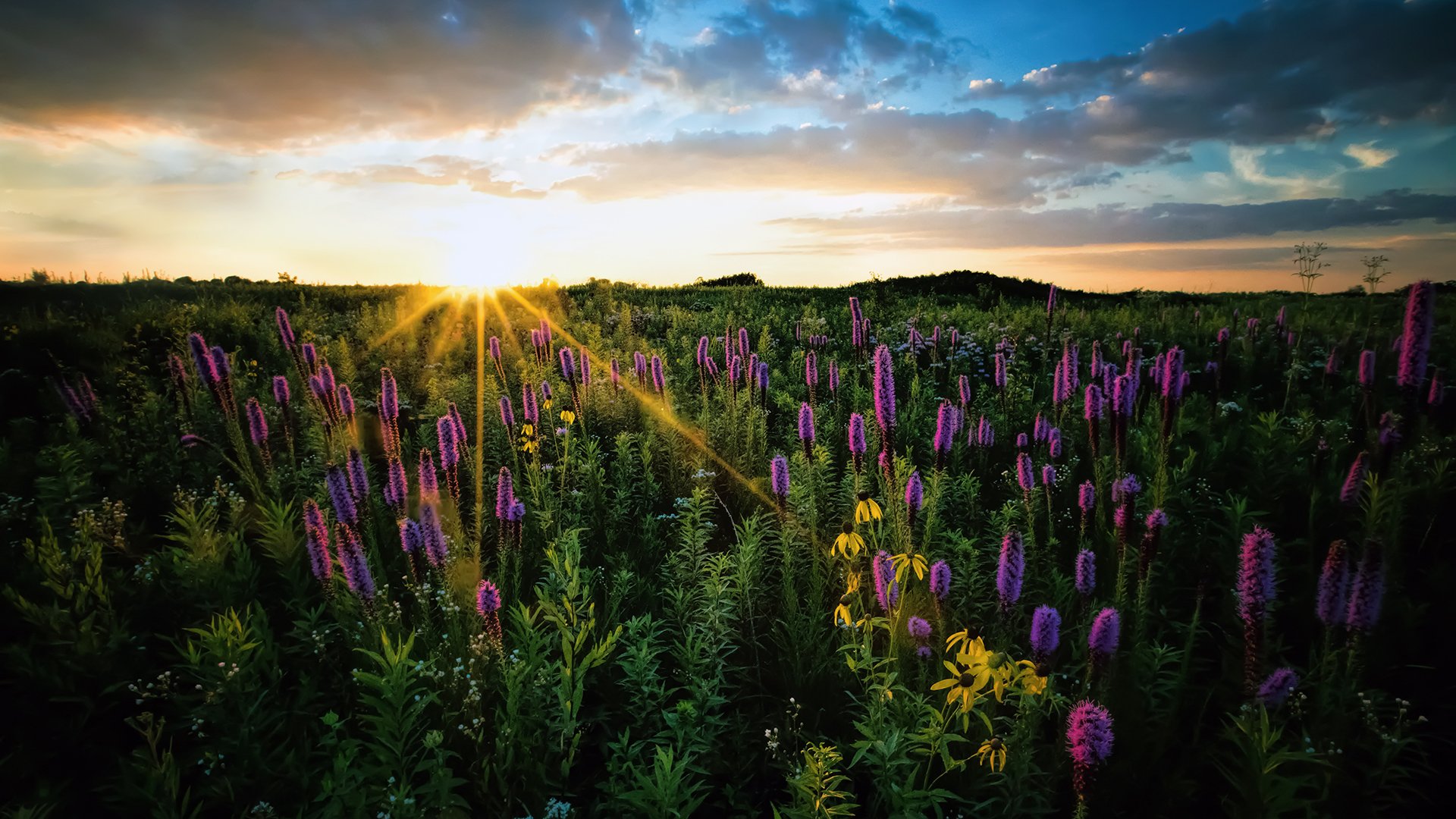 The sprawling prairies of Springbrook, where nature unfolds in all its glory.