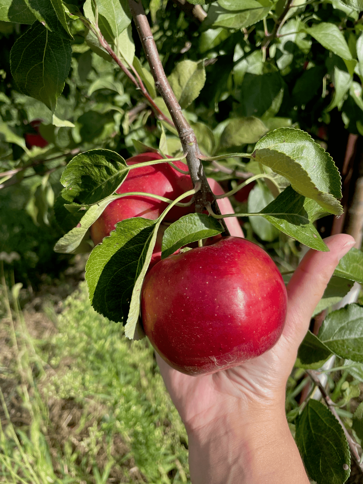 Discover the attractions: Seasonal delights from spring blooms to fall harvests at Keller's Farmstand.